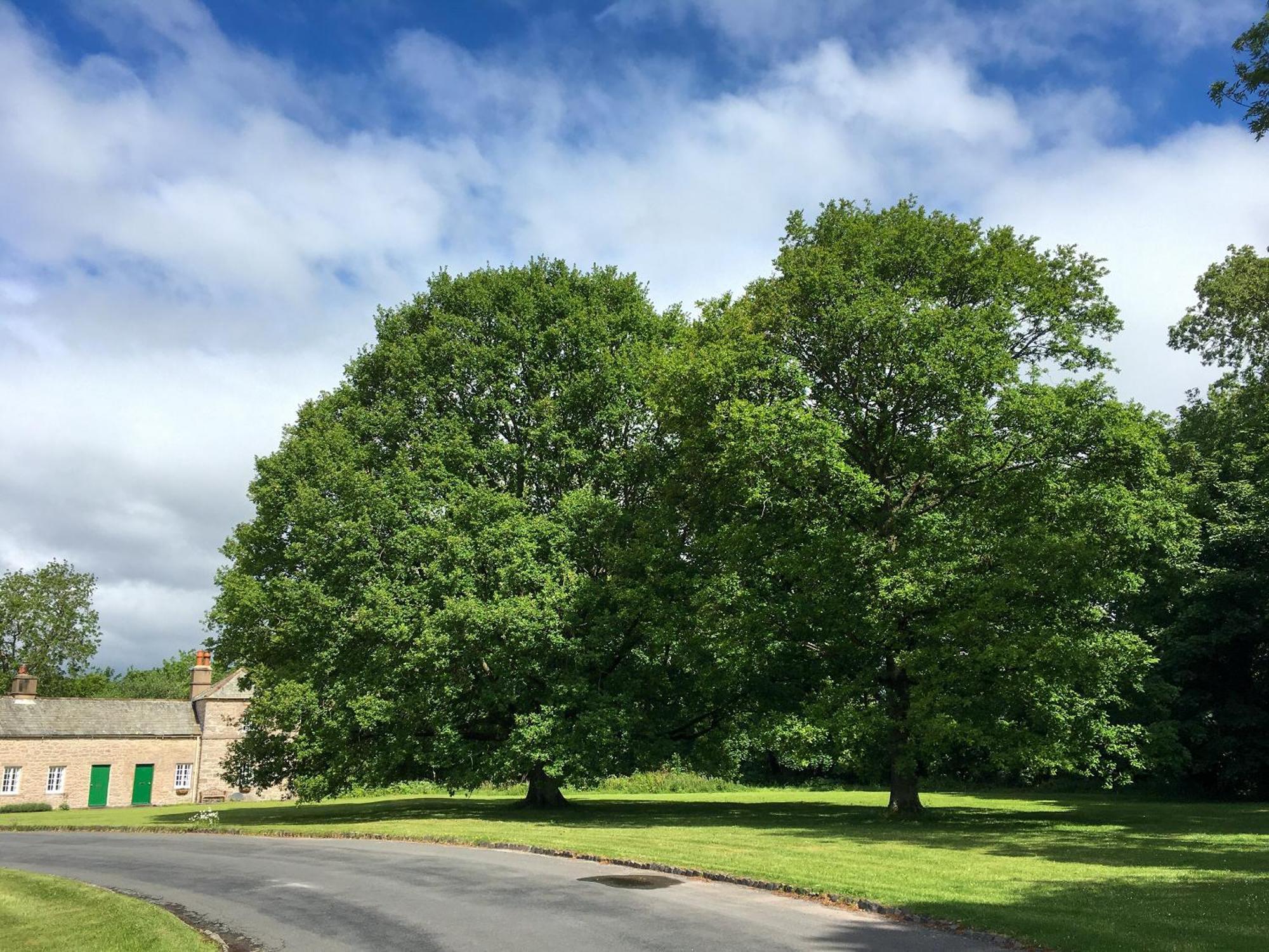 Oak * Clifton (Cumbria)
